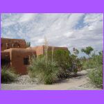 Yucca Plant - State Plant.jpg